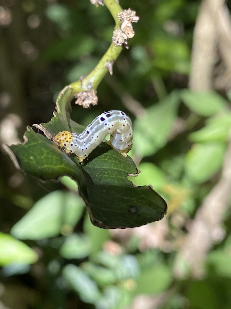 Plants and animals